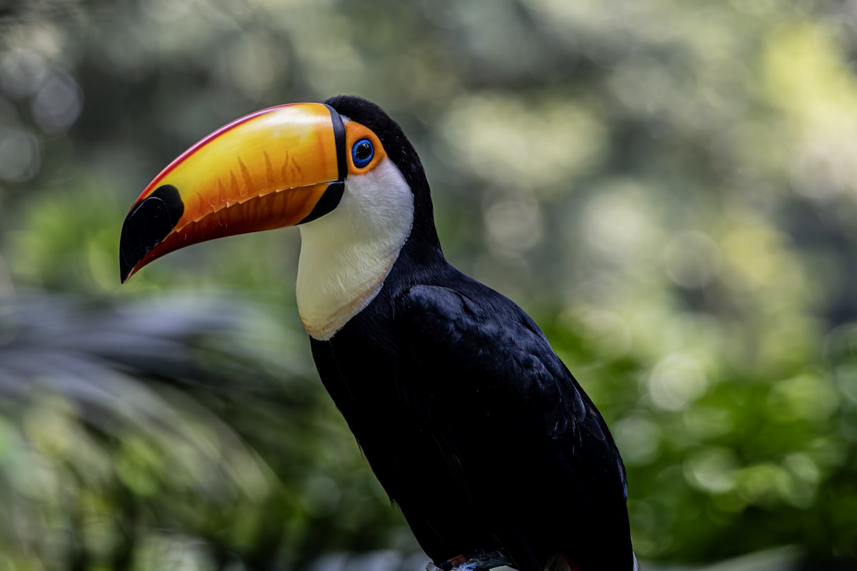 A toucan with a large, colorful beak.